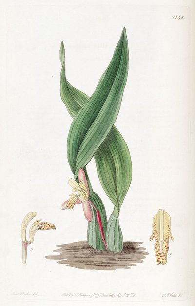Maxillaria rufescens von Miss Drake